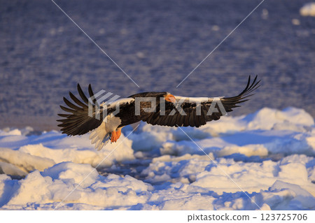 King of the sea, messenger of drift ice, Steller's sea eagle, photographed in Rausu Town, Menashi District, Hokkaido 123725706