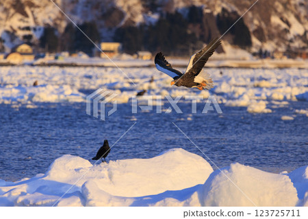 海上之王、流冰使者、虎頭海雕,拍攝於北海道目梨郡羅臼町 海上之王、流冰使者、虎頭海雕,拍攝於北海道目梨郡羅臼町 123725711