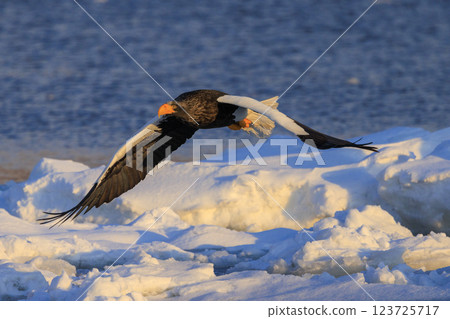 King of the sea, messenger of drift ice, Steller's sea eagle, photographed in Rausu Town, Menashi District, Hokkaido King of the sea, messenger of drift ice, Steller's sea eagle, photographed in Rausu Town, Menashi District, Hokkaido 123725717