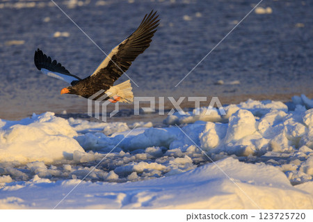 海上之王、流冰使者、虎頭海雕,拍攝於北海道目梨郡羅臼町 海上之王、流冰使者、虎頭海雕,拍攝於北海道目梨郡羅臼町 123725720