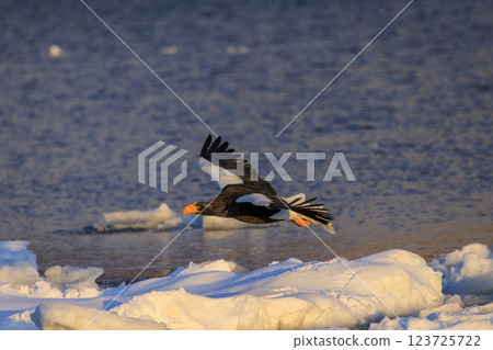 King of the sea, messenger of drift ice, Steller's sea eagle, photographed in Rausu Town, Menashi District, Hokkaido 123725722