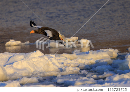 King of the sea, messenger of drift ice, Steller's sea eagle, photographed in Rausu Town, Menashi District, Hokkaido King of the sea, messenger of drift ice, Steller's sea eagle, photographed in Rausu Town, Menashi District, Hokkaido 123725725