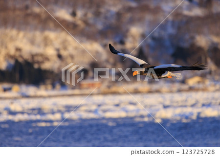 King of the sea, messenger of drift ice, Steller's sea eagle, photographed in Rausu Town, Menashi District, Hokkaido King of the sea, messenger of drift ice, Steller's sea eagle, photographed in Rausu Town, Menashi District, Hokkaido 123725728