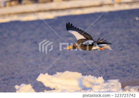 King of the sea, messenger of drift ice, Steller's sea eagle, photographed in Rausu Town, Menashi District, Hokkaido 123725742