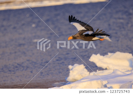 King of the sea, messenger of drift ice, Steller's sea eagle, photographed in Rausu Town, Menashi District, Hokkaido 123725743