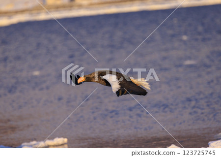 King of the sea, messenger of drift ice, Steller's sea eagle, photographed in Rausu Town, Menashi District, Hokkaido 123725745
