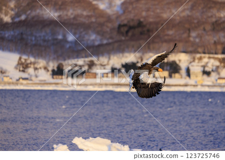 King of the sea, messenger of drift ice, Steller's sea eagle, photographed in Rausu Town, Menashi District, Hokkaido King of the sea, messenger of drift ice, Steller's sea eagle, photographed in Rausu Town, Menashi District, Hokkaido 123725746