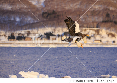 海上之王、流冰使者、虎頭海雕，拍攝於北海道目梨郡羅臼町 123725747