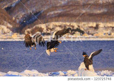 海上之王、流冰使者、虎頭海雕，拍攝於北海道目梨郡羅臼町 123725748