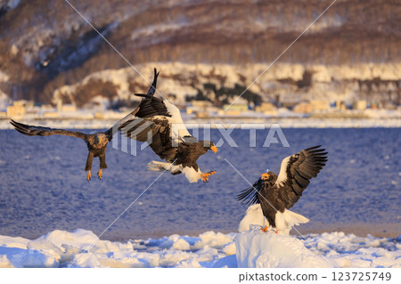 King of the sea, messenger of drift ice, Steller's sea eagle, photographed in Rausu Town, Menashi District, Hokkaido King of the sea, messenger of drift ice, Steller's sea eagle, photographed in Rausu Town, Menashi District, Hokkaido 123725749
