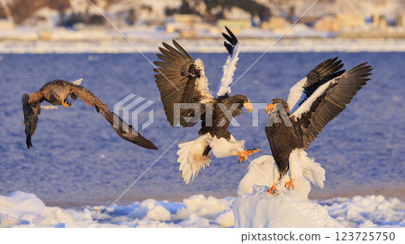 King of the sea, messenger of drift ice, Steller's sea eagle, photographed in Rausu Town, Menashi District, Hokkaido 123725750