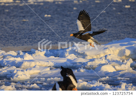 King of the sea, messenger of drift ice, Steller's sea eagle, photographed in Rausu Town, Menashi District, Hokkaido 123725754