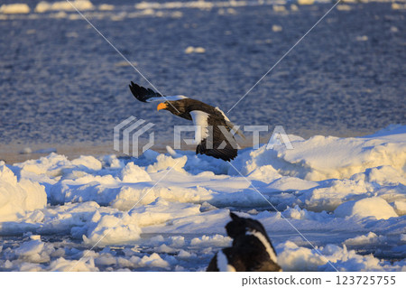 King of the sea, messenger of drift ice, Steller's sea eagle, photographed in Rausu Town, Menashi District, Hokkaido King of the sea, messenger of drift ice, Steller's sea eagle, photographed in Rausu Town, Menashi District, Hokkaido 123725755