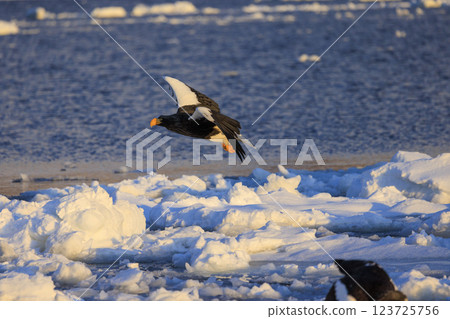 King of the sea, messenger of drift ice, Steller's sea eagle, photographed in Rausu Town, Menashi District, Hokkaido King of the sea, messenger of drift ice, Steller's sea eagle, photographed in Rausu Town, Menashi District, Hokkaido 123725756