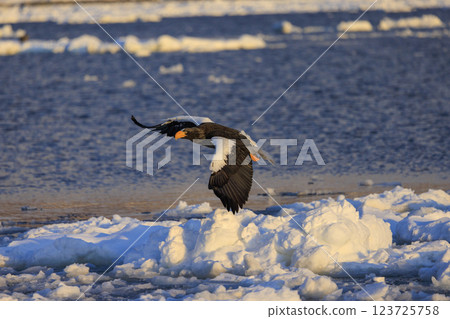King of the sea, messenger of drift ice, Steller's sea eagle, photographed in Rausu Town, Menashi District, Hokkaido 123725758