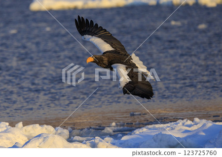 King of the sea, messenger of drift ice, Steller's sea eagle, photographed in Rausu Town, Menashi District, Hokkaido 123725760