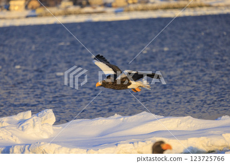 King of the sea, messenger of drift ice, Steller's sea eagle, photographed in Rausu Town, Menashi District, Hokkaido King of the sea, messenger of drift ice, Steller's sea eagle, photographed in Rausu Town, Menashi District, Hokkaido 123725766