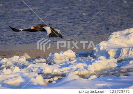 King of the sea, messenger of drift ice, Steller's sea eagle, photographed in Rausu Town, Menashi District, Hokkaido 123725771