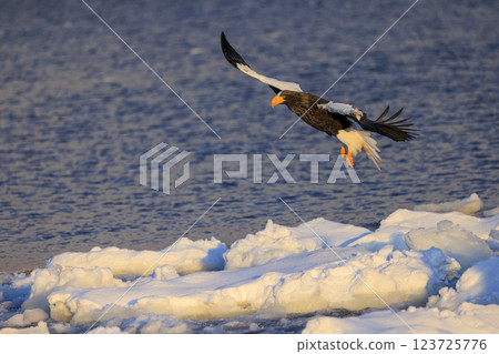 King of the sea, messenger of drift ice, Steller's sea eagle, photographed in Rausu Town, Menashi District, Hokkaido King of the sea, messenger of drift ice, Steller's sea eagle, photographed in Rausu Town, Menashi District, Hokkaido 123725776