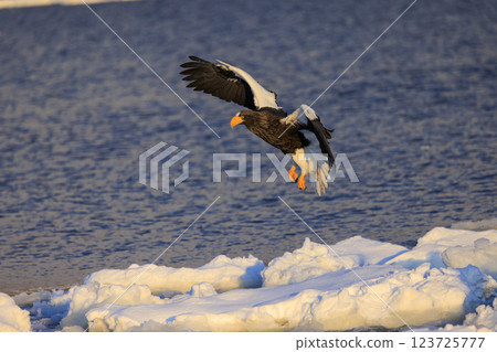 King of the sea, messenger of drift ice, Steller's sea eagle, photographed in Rausu Town, Menashi District, Hokkaido 123725777