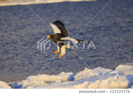 海上之王、流冰使者、虎頭海雕，拍攝於北海道目梨郡羅臼町 123725778
