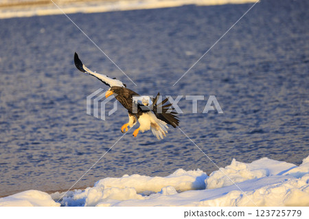 King of the sea, messenger of drift ice, Steller's sea eagle, photographed in Rausu Town, Menashi District, Hokkaido 123725779