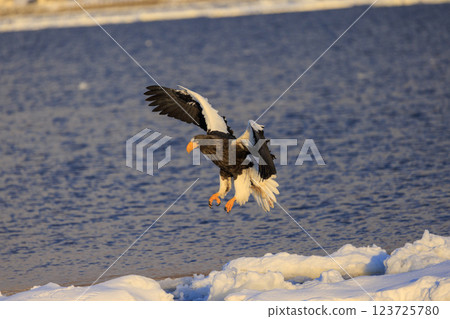 King of the sea, messenger of drift ice, Steller's sea eagle, photographed in Rausu Town, Menashi District, Hokkaido 123725780