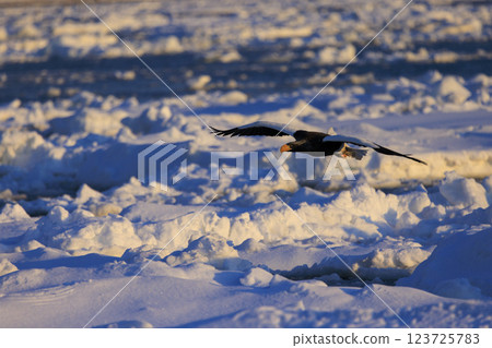 King of the sea, messenger of drift ice, Steller's sea eagle, photographed in Rausu Town, Menashi District, Hokkaido 123725783