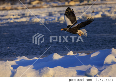 King of the sea, messenger of drift ice, Steller's sea eagle, photographed in Rausu Town, Menashi District, Hokkaido 123725785