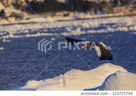 King of the sea, messenger of drift ice, Steller's sea eagle, photographed in Rausu Town, Menashi District, Hokkaido 123725786