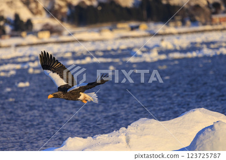 King of the sea, messenger of drift ice, Steller's sea eagle, photographed in Rausu Town, Menashi District, Hokkaido 123725787