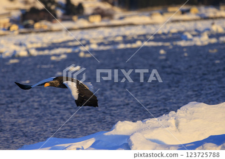 King of the sea, messenger of drift ice, Steller's sea eagle, photographed in Rausu Town, Menashi District, Hokkaido King of the sea, messenger of drift ice, Steller's sea eagle, photographed in Rausu Town, Menashi District, Hokkaido 123725788