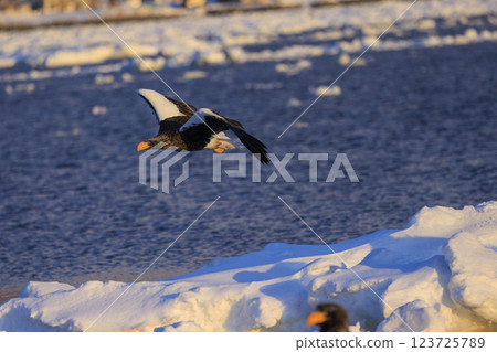 King of the sea, messenger of drift ice, Steller's sea eagle, photographed in Rausu Town, Menashi District, Hokkaido King of the sea, messenger of drift ice, Steller's sea eagle, photographed in Rausu Town, Menashi District, Hokkaido 123725789