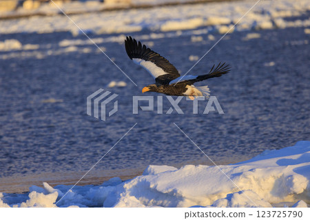 King of the sea, messenger of drift ice, Steller's sea eagle, photographed in Rausu Town, Menashi District, Hokkaido King of the sea, messenger of drift ice, Steller's sea eagle, photographed in Rausu Town, Menashi District, Hokkaido 123725790