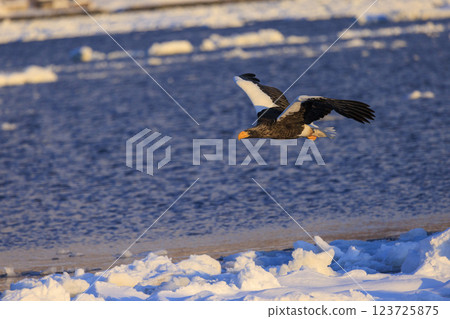 King of the sea, messenger of drift ice, Steller's sea eagle, photographed in Rausu Town, Menashi District, Hokkaido King of the sea, messenger of drift ice, Steller's sea eagle, photographed in Rausu Town, Menashi District, Hokkaido 123725875