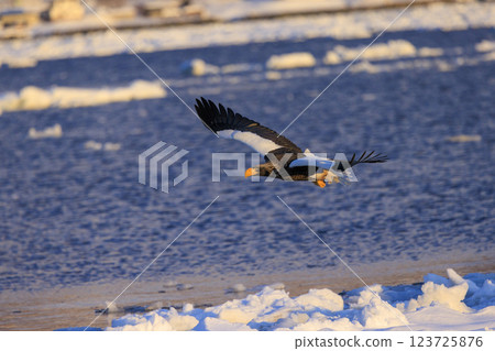 King of the sea, messenger of drift ice, Steller's sea eagle, photographed in Rausu Town, Menashi District, Hokkaido King of the sea, messenger of drift ice, Steller's sea eagle, photographed in Rausu Town, Menashi District, Hokkaido 123725876