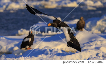 King of the sea, messenger of drift ice, Steller's sea eagle, photographed in Rausu Town, Menashi District, Hokkaido 123725882