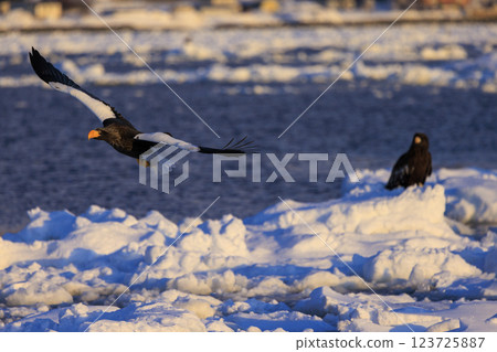 海上之王、流冰使者、虎頭海雕，拍攝於北海道目梨郡羅臼町 123725887