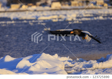 King of the sea, messenger of drift ice, Steller's sea eagle, photographed in Rausu Town, Menashi District, Hokkaido King of the sea, messenger of drift ice, Steller's sea eagle, photographed in Rausu Town, Menashi District, Hokkaido 123725890