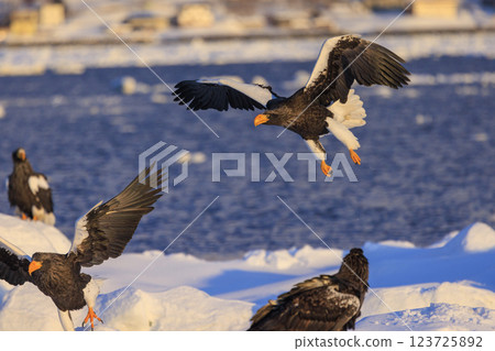 King of the sea, messenger of drift ice, Steller's sea eagle, photographed in Rausu Town, Menashi District, Hokkaido 123725892