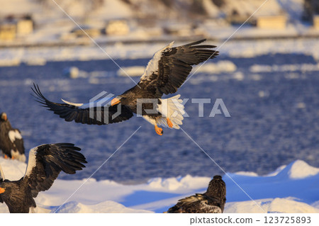 King of the sea, messenger of drift ice, Steller's sea eagle, photographed in Rausu Town, Menashi District, Hokkaido King of the sea, messenger of drift ice, Steller's sea eagle, photographed in Rausu Town, Menashi District, Hokkaido 123725893