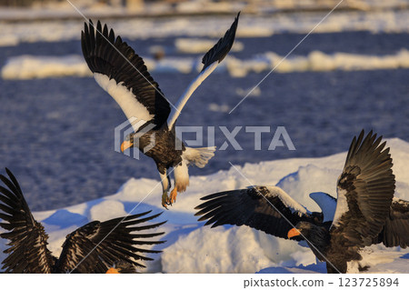 海上之王、流冰使者、虎頭海雕,拍攝於北海道目梨郡羅臼町 海上之王、流冰使者、虎頭海雕,拍攝於北海道目梨郡羅臼町 123725894