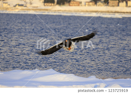 King of the sea, messenger of drift ice, Steller's sea eagle, photographed in Rausu Town, Menashi District, Hokkaido 123725919