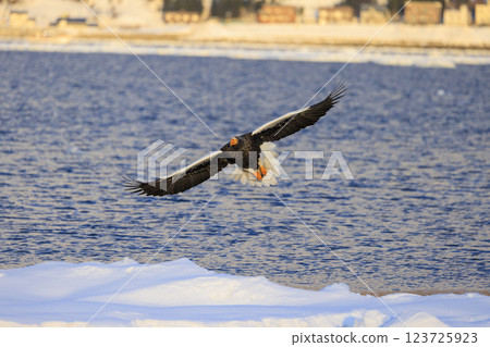 King of the sea, messenger of drift ice, Steller's sea eagle, photographed in Rausu Town, Menashi District, Hokkaido King of the sea, messenger of drift ice, Steller's sea eagle, photographed in Rausu Town, Menashi District, Hokkaido 123725923