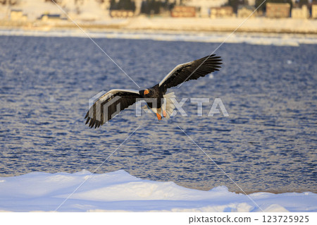 King of the sea, messenger of drift ice, Steller's sea eagle, photographed in Rausu Town, Menashi District, Hokkaido King of the sea, messenger of drift ice, Steller's sea eagle, photographed in Rausu Town, Menashi District, Hokkaido 123725925