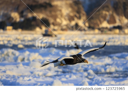 King of the sea, messenger of drift ice, Steller's sea eagle, photographed in Rausu Town, Menashi District, Hokkaido 123725965