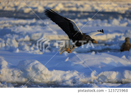 King of the sea, messenger of drift ice, Steller's sea eagle, photographed in Rausu Town, Menashi District, Hokkaido 123725968