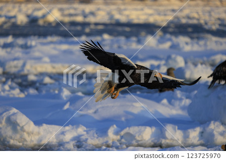 King of the sea, messenger of drift ice, Steller's sea eagle, photographed in Rausu Town, Menashi District, Hokkaido 123725970