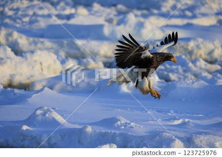 King of the sea, messenger of drift ice, Steller's sea eagle, photographed in Rausu Town, Menashi District, Hokkaido King of the sea, messenger of drift ice, Steller's sea eagle, photographed in Rausu Town, Menashi District, Hokkaido 123725976