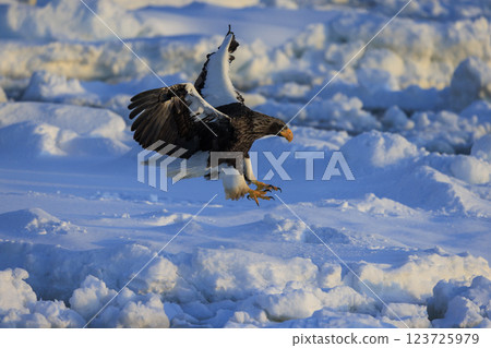 King of the sea, messenger of drift ice, Steller's sea eagle, photographed in Rausu Town, Menashi District, Hokkaido 123725979